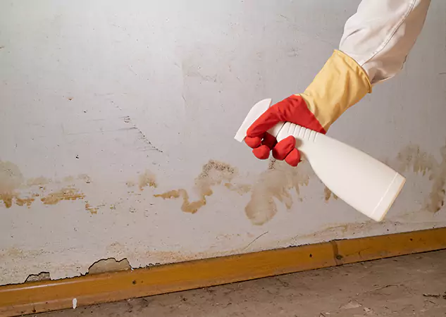 Your Water Restoration and Mold Remediation Specialists in Roswell, GA